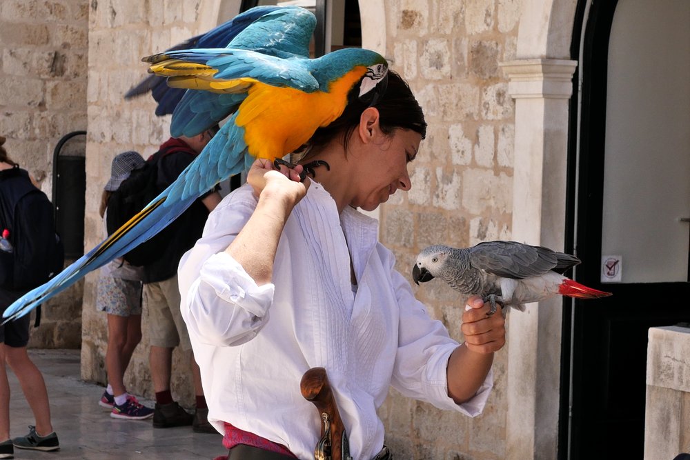 Parrots in Dubrovnik Old City